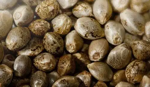 Banca di semi - tetraidrocannabinolo