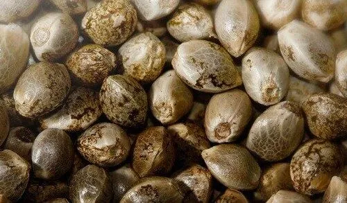 Banca di semi - tetraidrocannabinolo