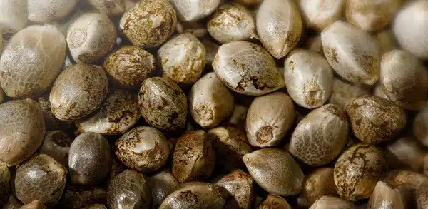 Banca di semi - tetraidrocannabinolo